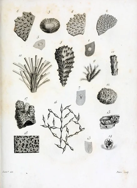 hayvan Illustration. Eski resim