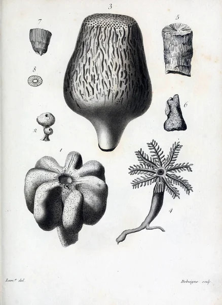 hayvan Illustration. Eski resim