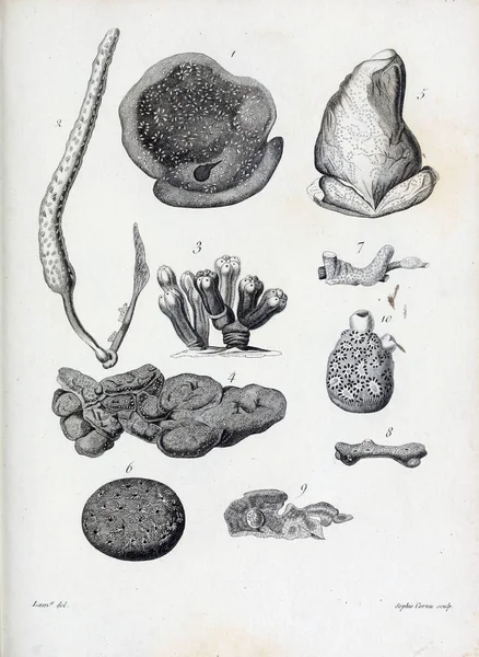 hayvan Illustration. Eski resim