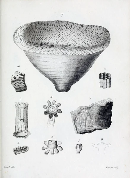 hayvan Illustration. Eski resim