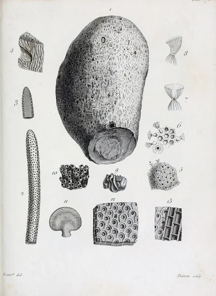 hayvan Illustration. Eski resim