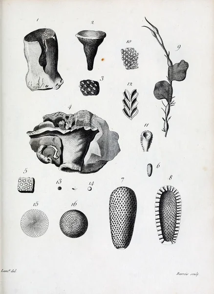 hayvan Illustration. Eski resim