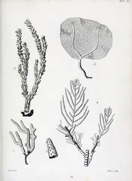 hayvan Illustration. Eski resim