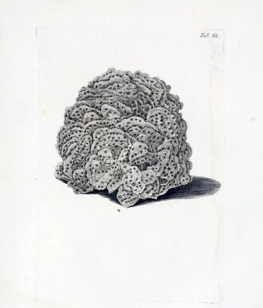 hayvan Illustration. Eski resim