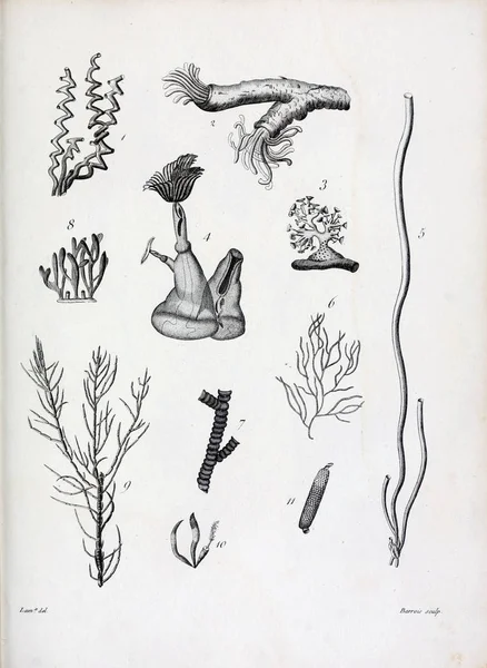 hayvan Illustration. Eski resim