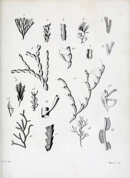 hayvan Illustration. Eski resim