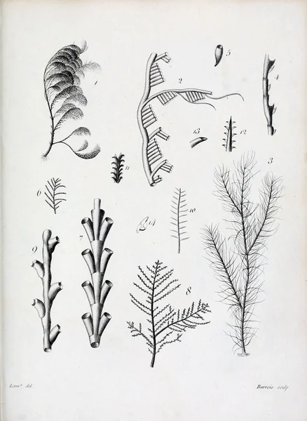 hayvan Illustration. Eski resim