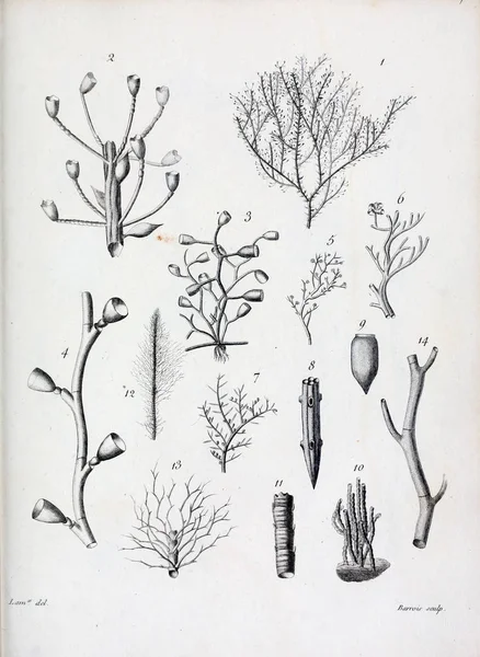 hayvan Illustration. Eski resim