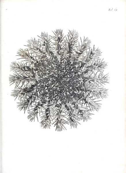 hayvan Illustration. Eski resim