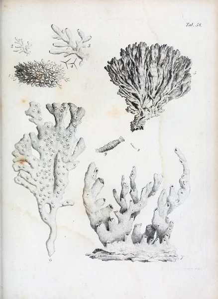 hayvan Illustration. Eski resim