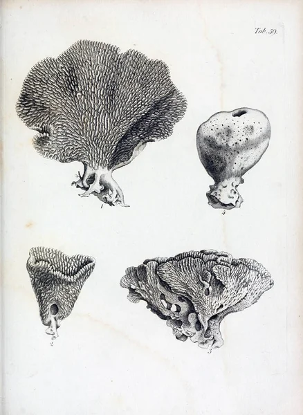 hayvan Illustration. Eski resim