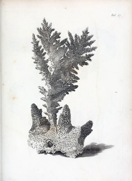 hayvan Illustration. Eski resim