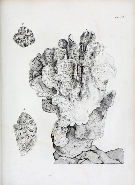 hayvan Illustration. Eski resim