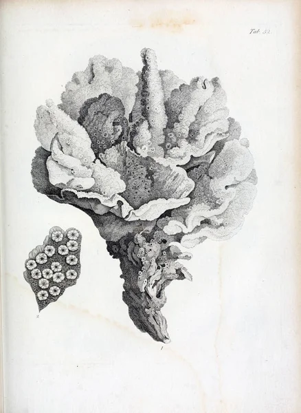 hayvan Illustration. Eski resim