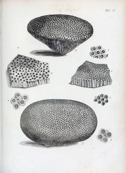 hayvan Illustration. Eski resim