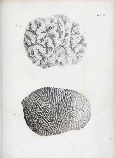 hayvan Illustration. Eski resim