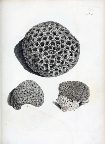 hayvan Illustration. Eski resim