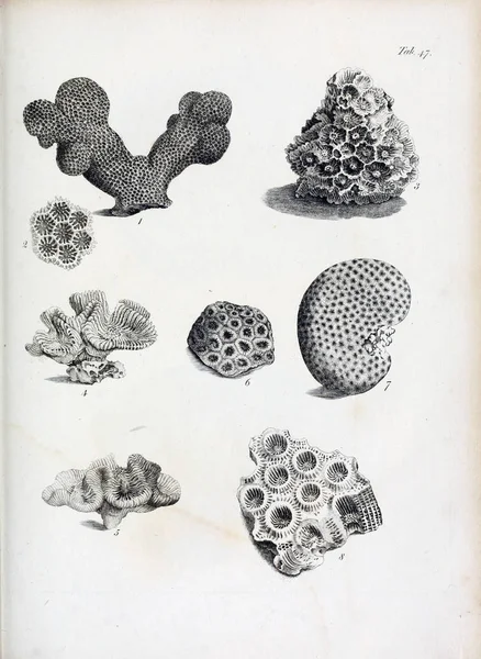 hayvan Illustration. Eski resim