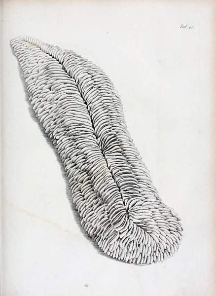 hayvan Illustration. Eski resim