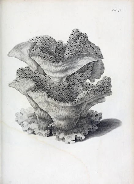 hayvan Illustration. Eski resim