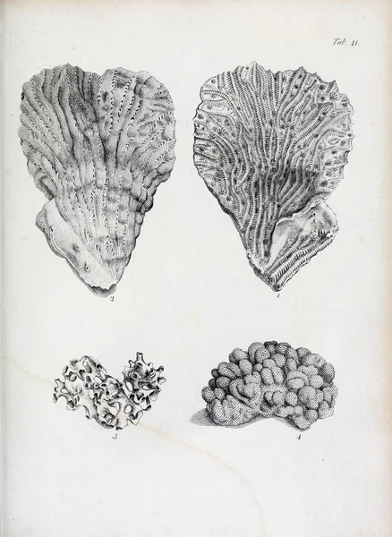 hayvan Illustration. Eski resim