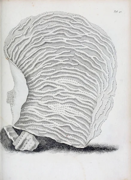 hayvan Illustration. Eski resim