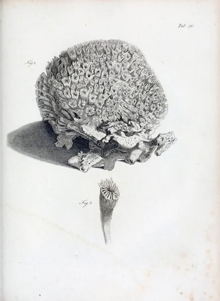 hayvan Illustration. Eski resim