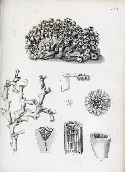 hayvan Illustration. Eski resim