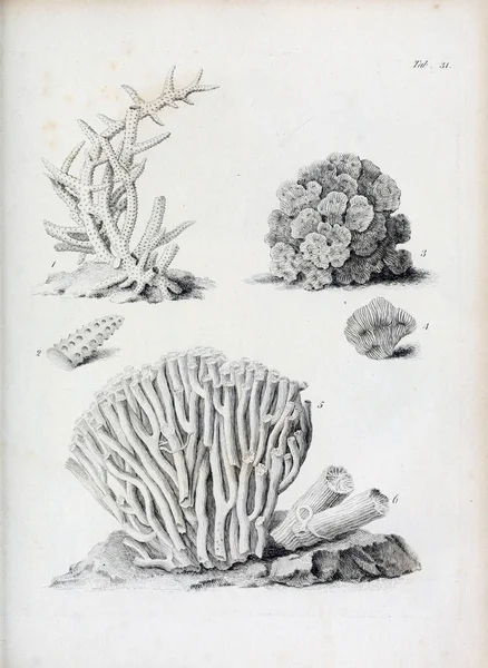 hayvan Illustration. Eski resim