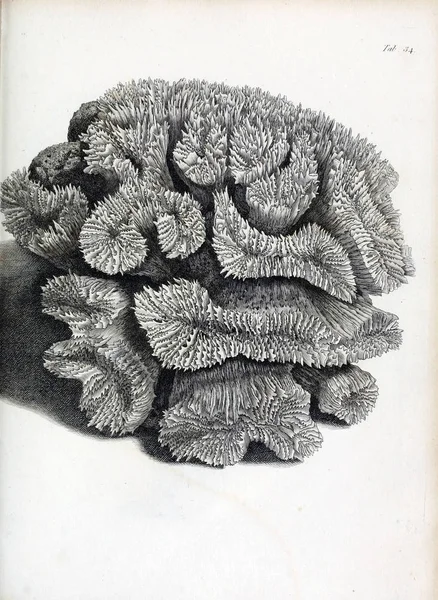 hayvan Illustration. Eski resim