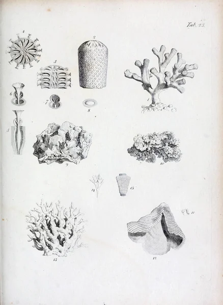 hayvan Illustration. Eski resim