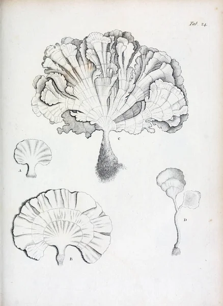 hayvan Illustration. Eski resim