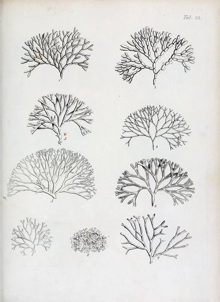 hayvan Illustration. Eski resim