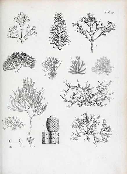 hayvan Illustration. Eski resim