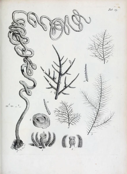 hayvan Illustration. Eski resim