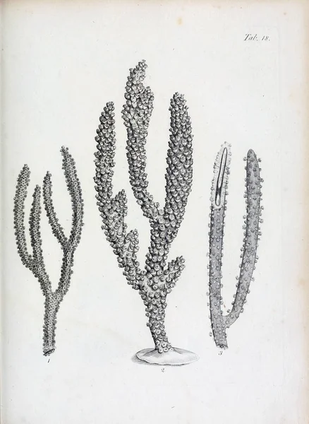 hayvan Illustration. Eski resim