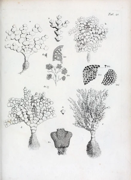 hayvan Illustration. Eski resim