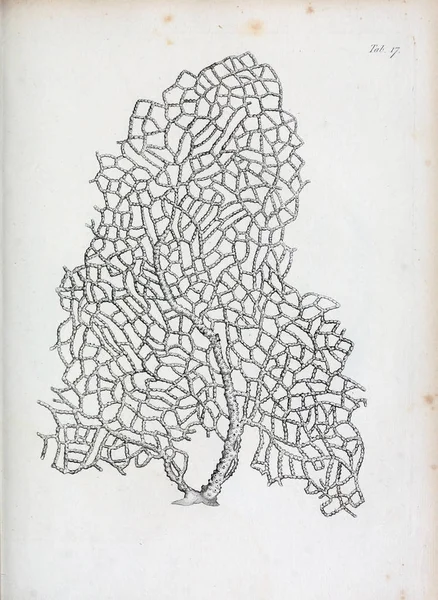 hayvan Illustration. Eski resim