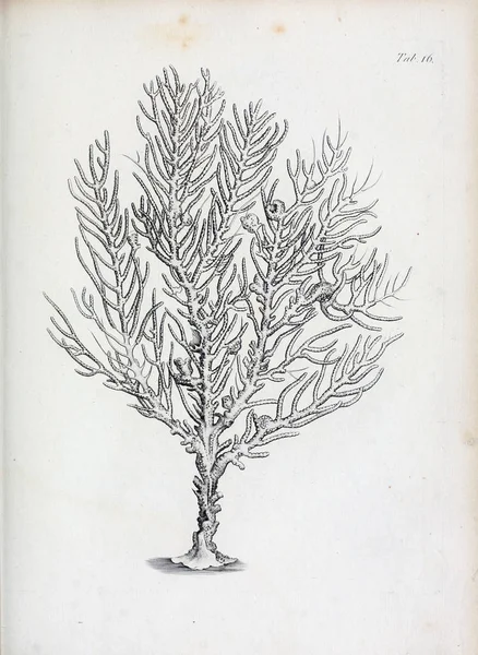 hayvan Illustration. Eski resim