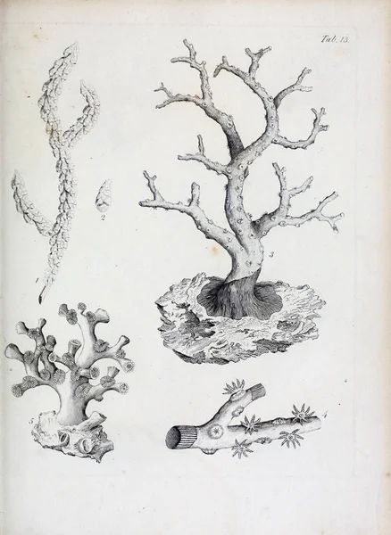 hayvan Illustration. Eski resim