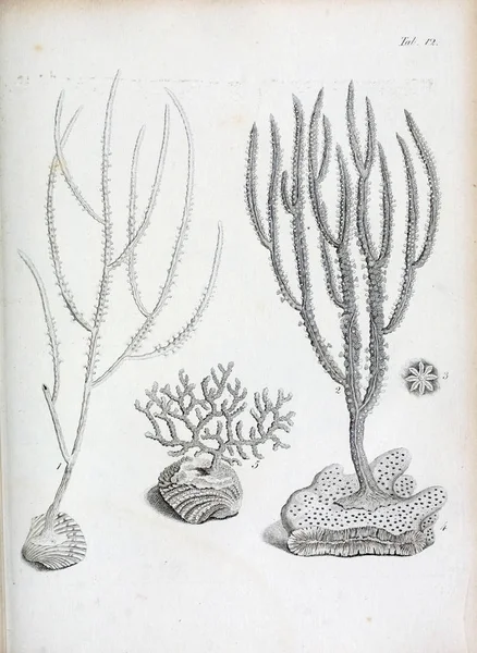 hayvan Illustration. Eski resim