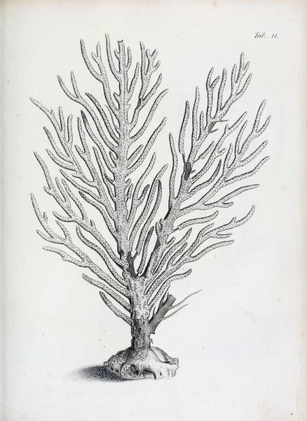 hayvan Illustration. Eski resim