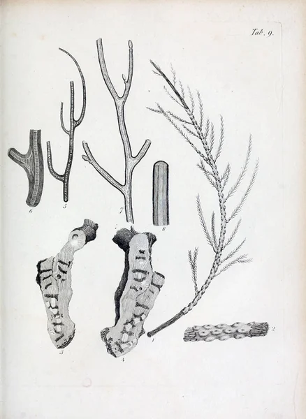 hayvan Illustration. Eski resim