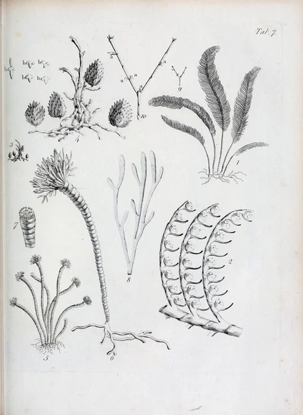 hayvan Illustration. Eski resim