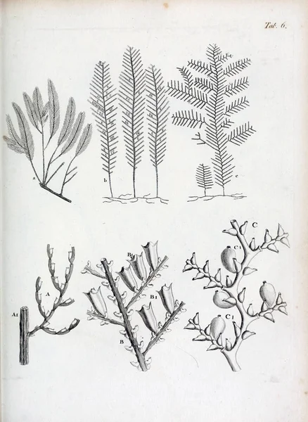 hayvan Illustration. Eski resim