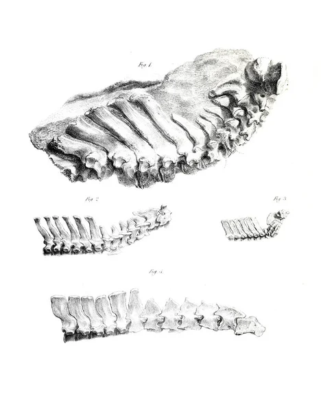 Illustration Von Fossilien Altes Bild — Stockfoto