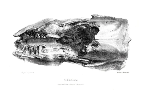 Illustratie Van Fossiele Oude Beeld — Stockfoto