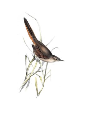 Kuş Illustration. Eski resim