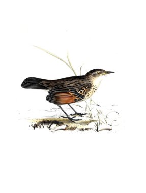 Kuş Illustration. Eski resim