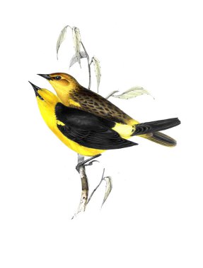 Kuş Illustration. Eski resim